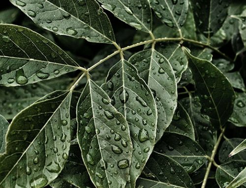 Protect your plant from storms