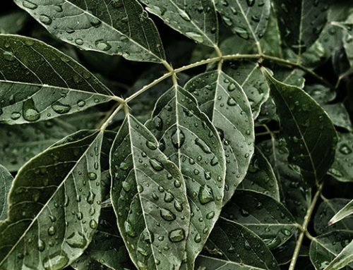 Protege tu planta de las tormentas