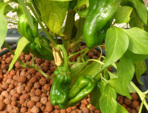 Conoce el Sistema de Cultivo Hidropónico de Riego Nutriculture Flo&Gro