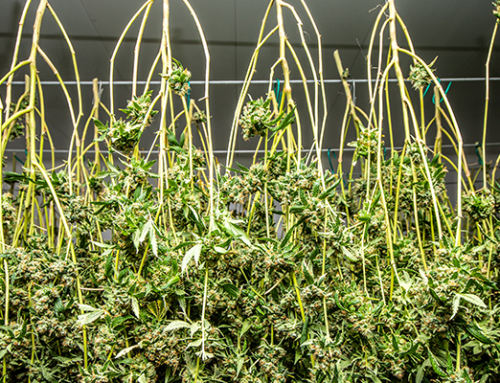 5 Tips for the perfect drying of your plants