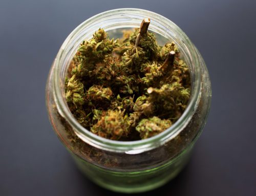 Aushärtung im Ernteprozess:  Wie härtet man seine Marihuana-Buds richtig aus?