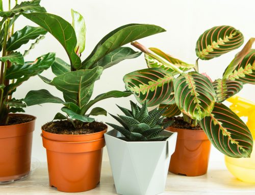 Summer care for your house plants